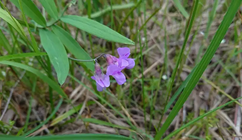 Liten lilla blomst