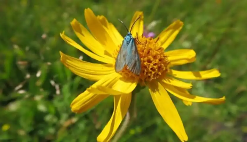 Liten gul blomst med lite insekt på.